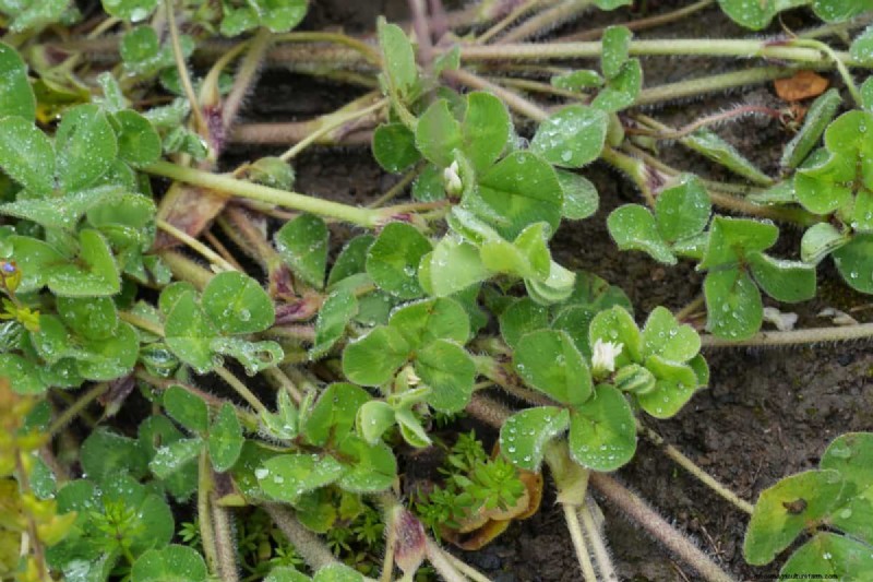 Lebender Mulch:Die unverzichtbare Frühlingsgartenschicht für Gesundheit und Produktivität 