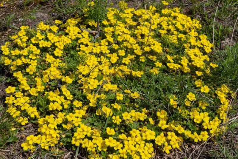 Lebender Mulch:Die unverzichtbare Frühlingsgartenschicht für Gesundheit und Produktivität 