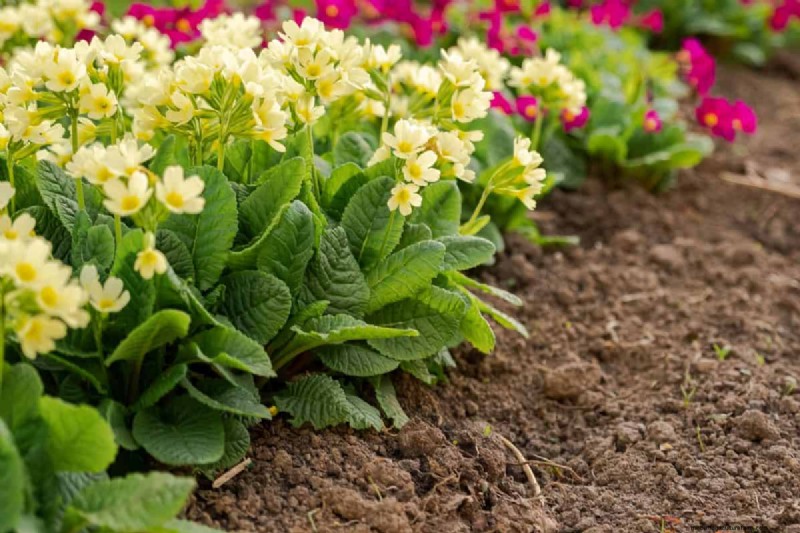 Lebender Mulch:Die unverzichtbare Frühlingsgartenschicht für Gesundheit und Produktivität 