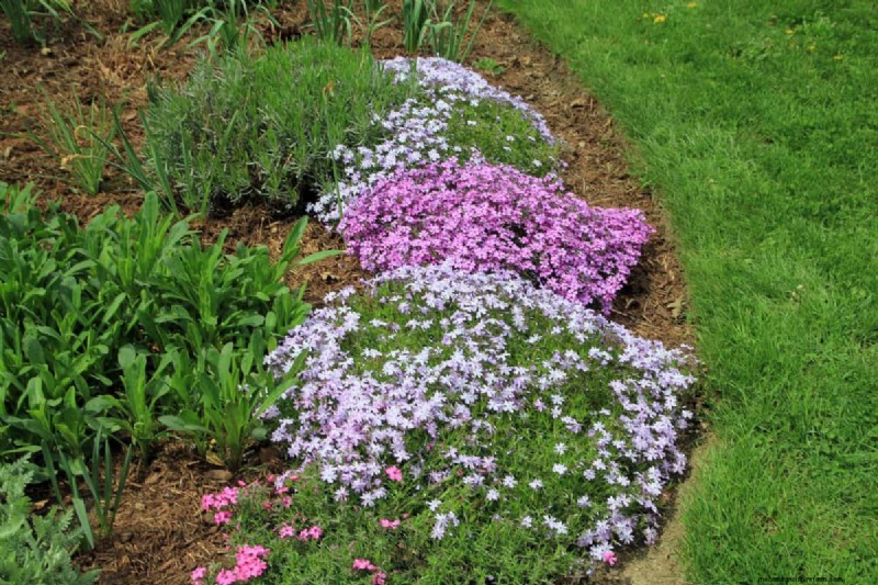 Lebender Mulch:Die unverzichtbare Frühlingsgartenschicht für Gesundheit und Produktivität 