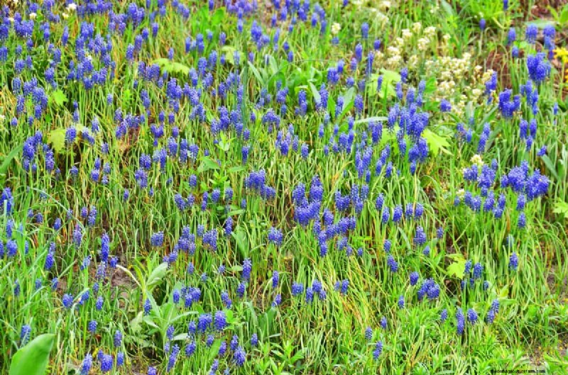 Lebender Mulch:Die unverzichtbare Frühlingsgartenschicht für Gesundheit und Produktivität 