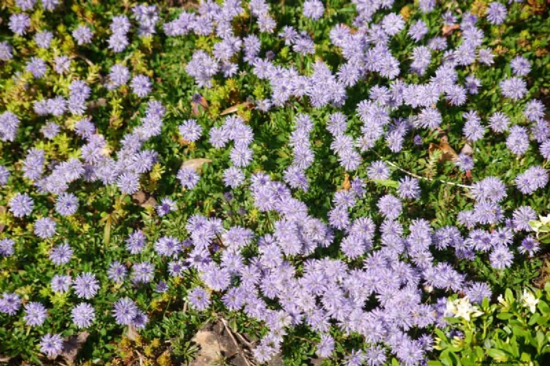 Lebender Mulch:Die unverzichtbare Frühlingsgartenschicht für Gesundheit und Produktivität 