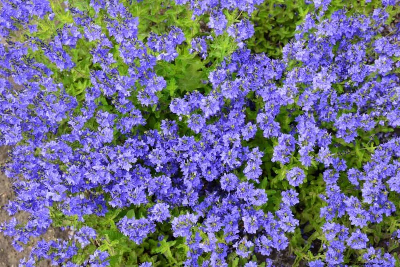 Lebender Mulch:Die unverzichtbare Frühlingsgartenschicht für Gesundheit und Produktivität 