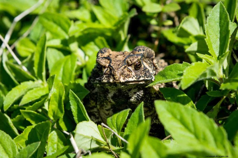 Lebender Mulch:Die unverzichtbare Frühlingsgartenschicht für Gesundheit und Produktivität 
