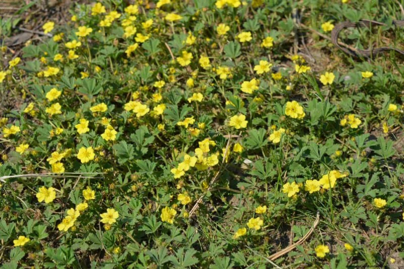 Lebender Mulch:Die unverzichtbare Frühlingsgartenschicht für Gesundheit und Produktivität 