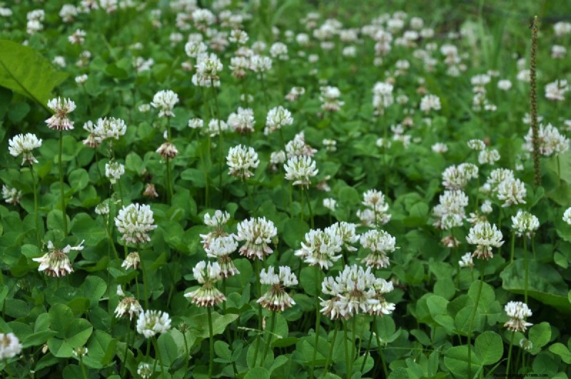 Lebender Mulch:Die unverzichtbare Frühlingsgartenschicht für Gesundheit und Produktivität 