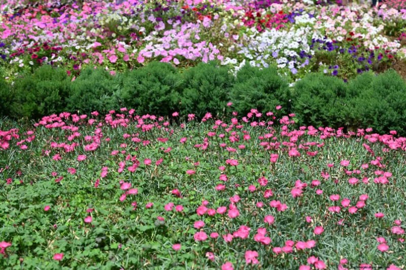 Lebender Mulch:Die unverzichtbare Frühlingsgartenschicht für Gesundheit und Produktivität 