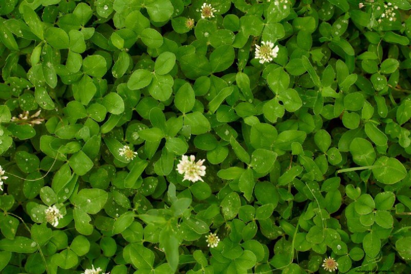 Lebender Mulch:Die unverzichtbare Frühlingsgartenschicht für Gesundheit und Produktivität 