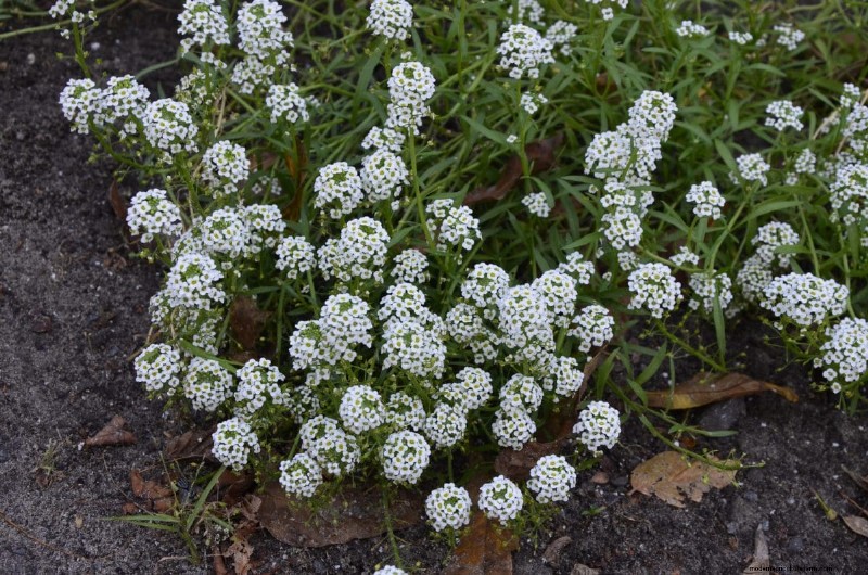 Lebender Mulch:Die unverzichtbare Frühlingsgartenschicht für Gesundheit und Produktivität 