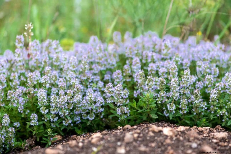 Lebender Mulch:Die unverzichtbare Frühlingsgartenschicht für Gesundheit und Produktivität 