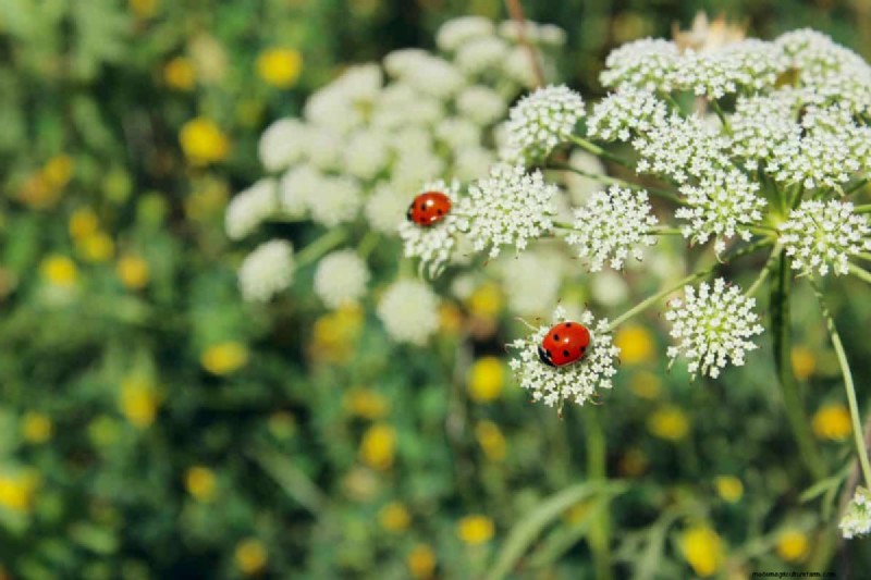 Lebender Mulch:Die unverzichtbare Frühlingsgartenschicht für Gesundheit und Produktivität 