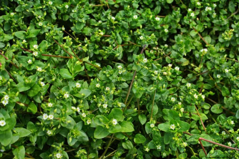 Lebender Mulch:Die unverzichtbare Frühlingsgartenschicht für Gesundheit und Produktivität 