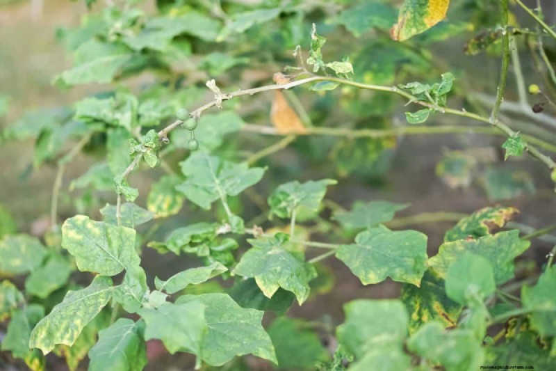 Warum verlieren meine feuchtigkeitsliebenden Pflanzen ihre Farbe? 25 versteckte Ursachen 