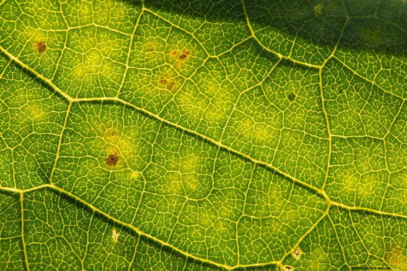 Warum verlieren meine feuchtigkeitsliebenden Pflanzen ihre Farbe? 25 versteckte Ursachen 