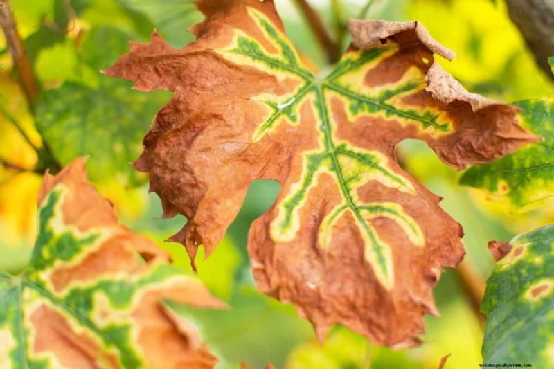 Warum verlieren meine feuchtigkeitsliebenden Pflanzen ihre Farbe? 25 versteckte Ursachen 
