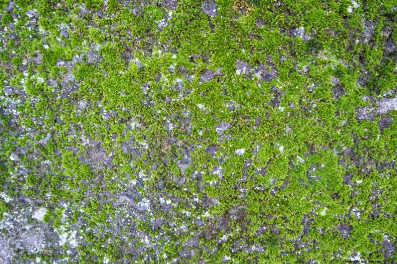 Warum verlieren meine feuchtigkeitsliebenden Pflanzen ihre Farbe? 25 versteckte Ursachen 