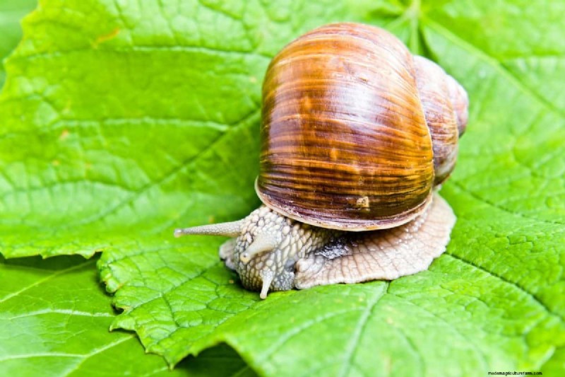 Warum verlieren meine feuchtigkeitsliebenden Pflanzen ihre Farbe? 25 versteckte Ursachen 