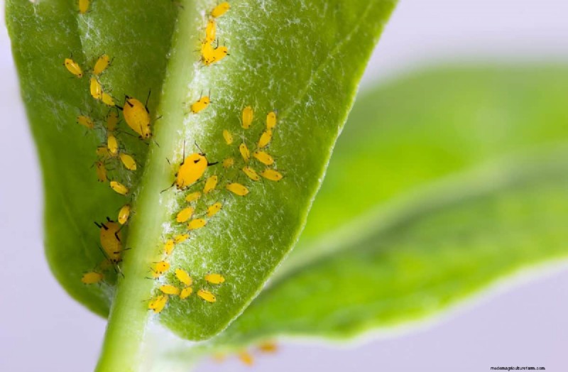 Warum verlieren meine feuchtigkeitsliebenden Pflanzen ihre Farbe? 25 versteckte Ursachen 