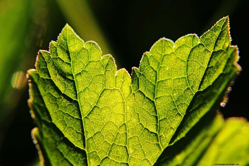Warum verlieren meine feuchtigkeitsliebenden Pflanzen ihre Farbe? 25 versteckte Ursachen 