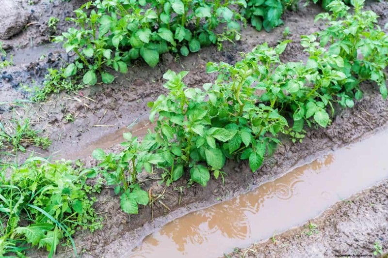 Warum verlieren meine feuchtigkeitsliebenden Pflanzen ihre Farbe? 25 versteckte Ursachen 