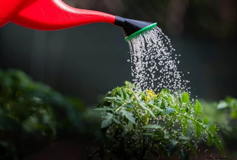 Nachtbewässerung:Vor- und Nachteile für Ihren Garten 