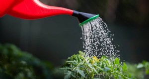 Nachtbewässerung:Vor- und Nachteile für Ihren Garten 