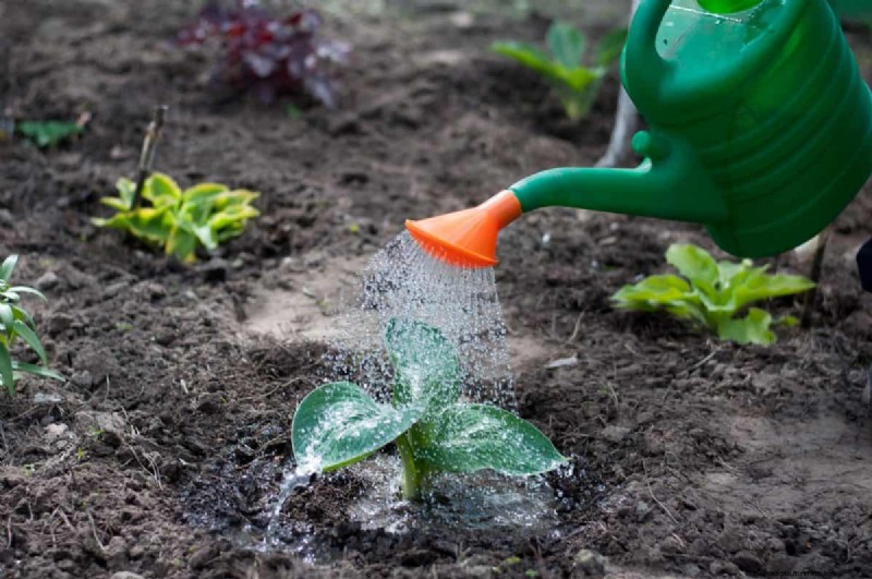 Nachtbewässerung:Vor- und Nachteile für Ihren Garten 