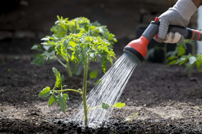 Nachtbewässerung:Vor- und Nachteile für Ihren Garten 