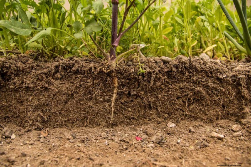 Nachtbewässerung:Vor- und Nachteile für Ihren Garten 