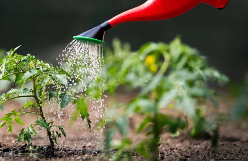Nachtbewässerung:Vor- und Nachteile für Ihren Garten 
