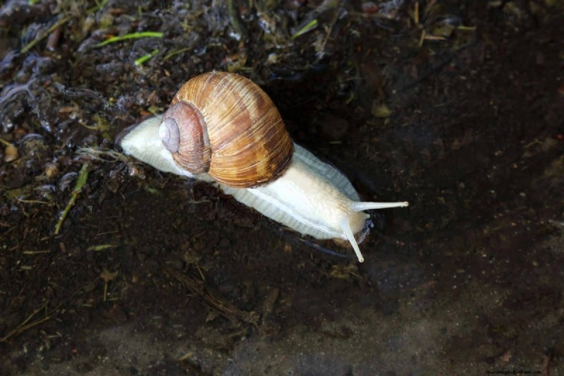 Nachtbewässerung:Vor- und Nachteile für Ihren Garten 