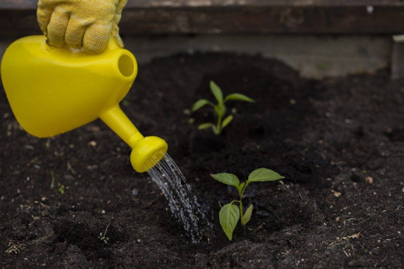 Nachtbewässerung:Vor- und Nachteile für Ihren Garten 