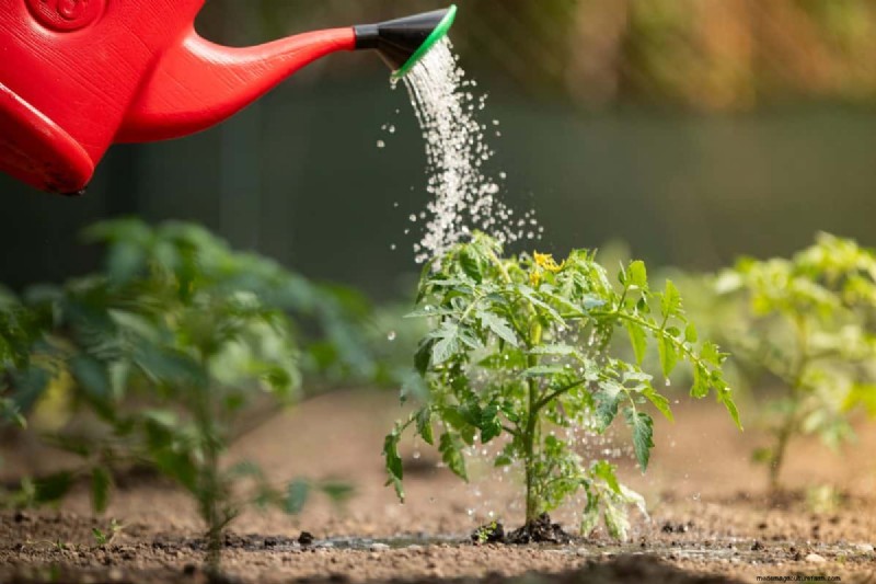 Nachtbewässerung:Vor- und Nachteile für Ihren Garten 