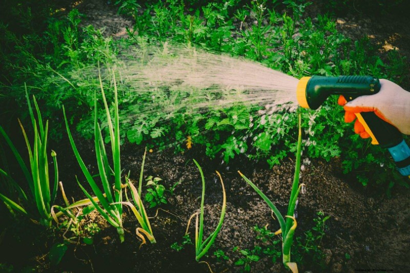 Nachtbewässerung:Vor- und Nachteile für Ihren Garten 
