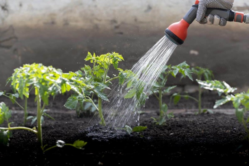 Nachtbewässerung:Vor- und Nachteile für Ihren Garten 