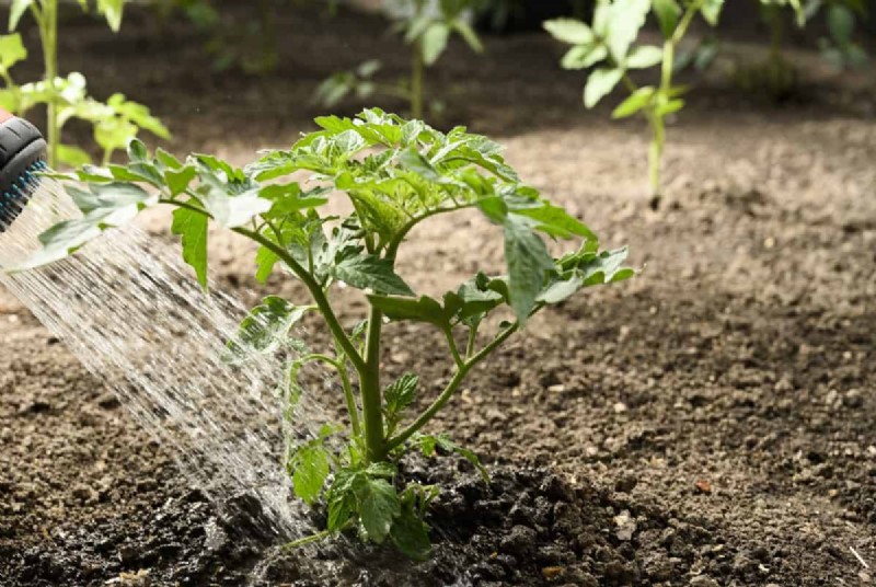 Nachtbewässerung:Vor- und Nachteile für Ihren Garten 