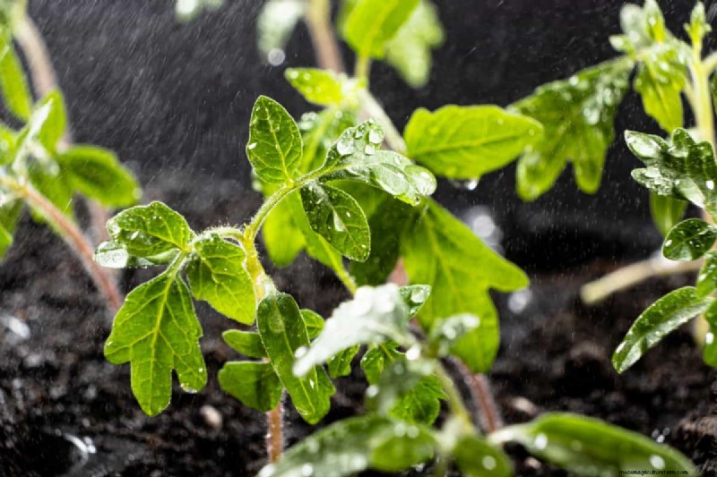 Nachtbewässerung:Vor- und Nachteile für Ihren Garten 