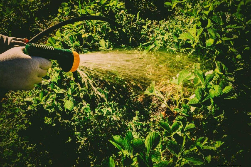 Nachtbewässerung:Vor- und Nachteile für Ihren Garten 