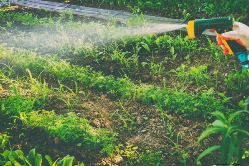 Nachtbewässerung:Vor- und Nachteile für Ihren Garten 