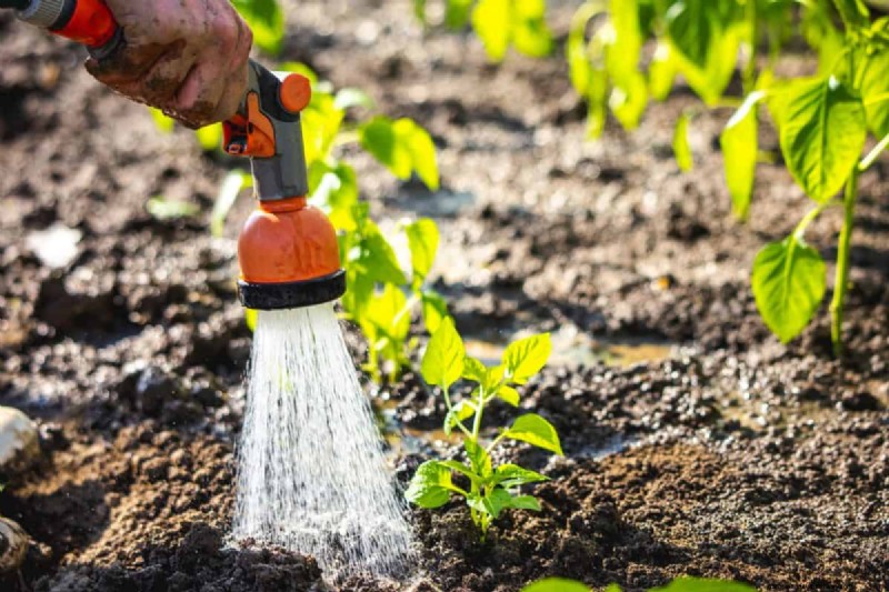 Nachtbewässerung:Vor- und Nachteile für Ihren Garten 