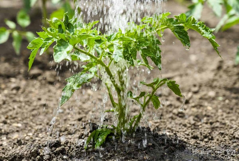 Nachtbewässerung:Vor- und Nachteile für Ihren Garten 