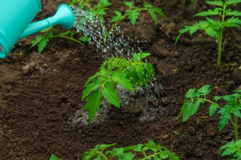 Nachtbewässerung:Vor- und Nachteile für Ihren Garten 