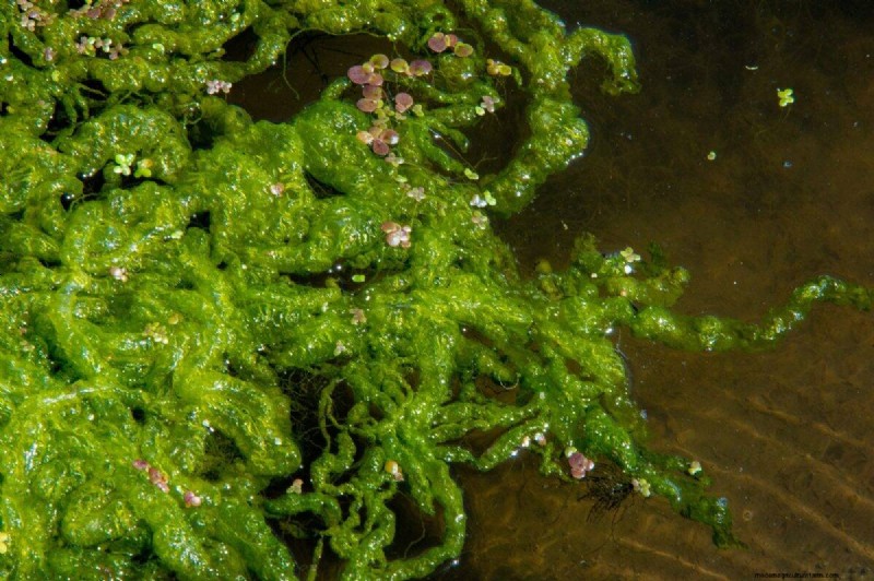 Nachtbewässerung:Vor- und Nachteile für Ihren Garten 