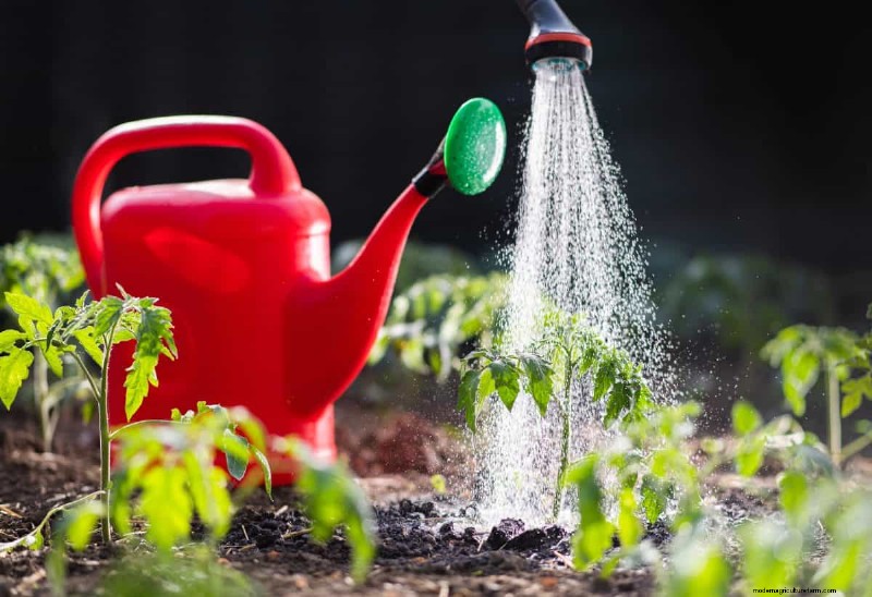 Nachtbewässerung:Vor- und Nachteile für Ihren Garten 