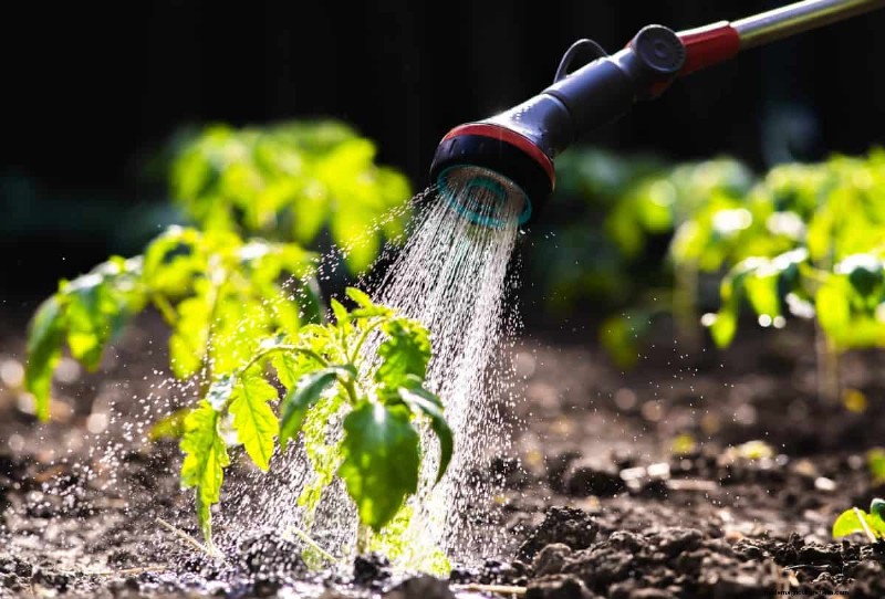 Nachtbewässerung:Vor- und Nachteile für Ihren Garten 