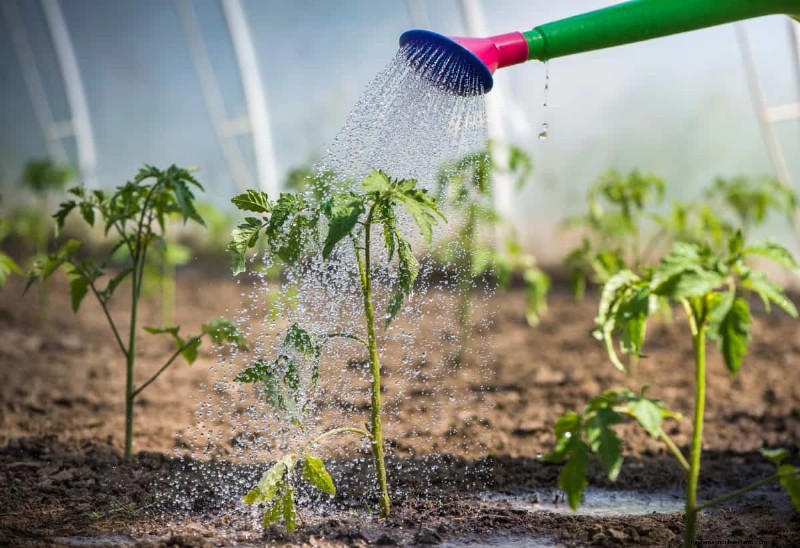 Nachtbewässerung:Vor- und Nachteile für Ihren Garten 