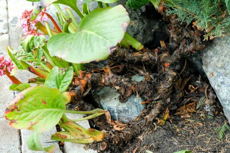 Pflanztiefe für Stauden:Vermeiden Sie häufige Fehler und sorgen Sie für ein gesundes Wachstum 