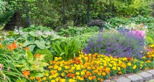 Diepte van vaste planten:vermijd veelvoorkomende fouten en zorg voor een gezonde groei 