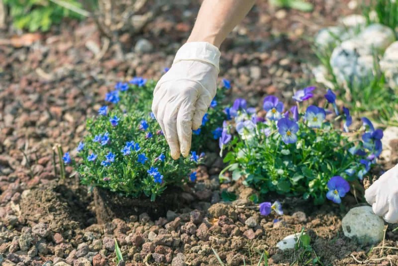 Pflanztiefe für Stauden:Vermeiden Sie häufige Fehler und sorgen Sie für ein gesundes Wachstum 