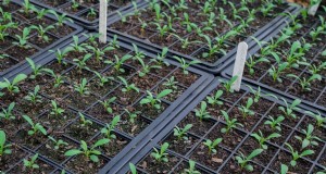 Inizio precoce dei semi:una guida per un giardino abbondante 